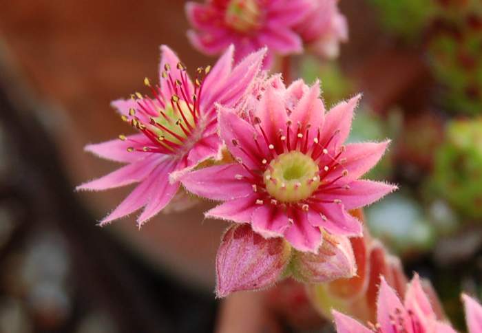 Sempervivum Dachwurz Hauswurz